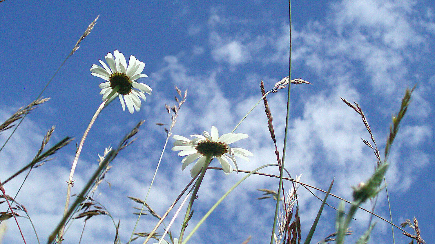 Foto Blumenwiese