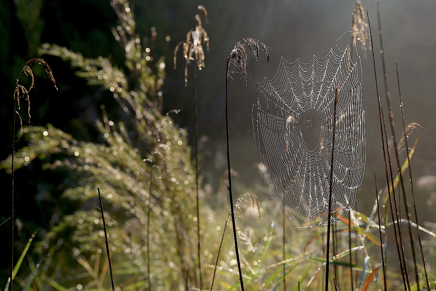 Foto Spinnennetz im Herbst