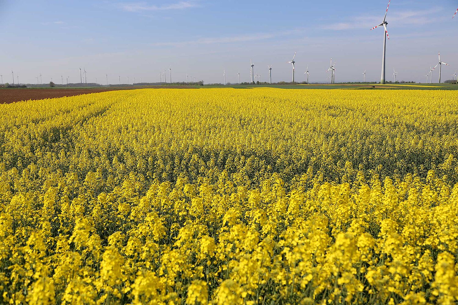 Foto Rapsfeld mit Windräder