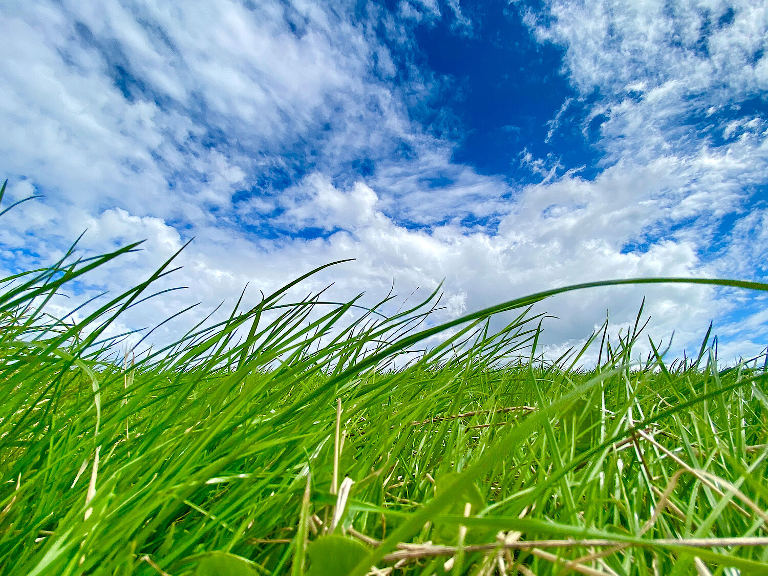 Foto Gras und Wolken