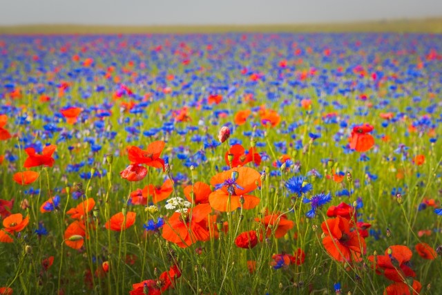 Foto Mohnblumen und Kornblumen