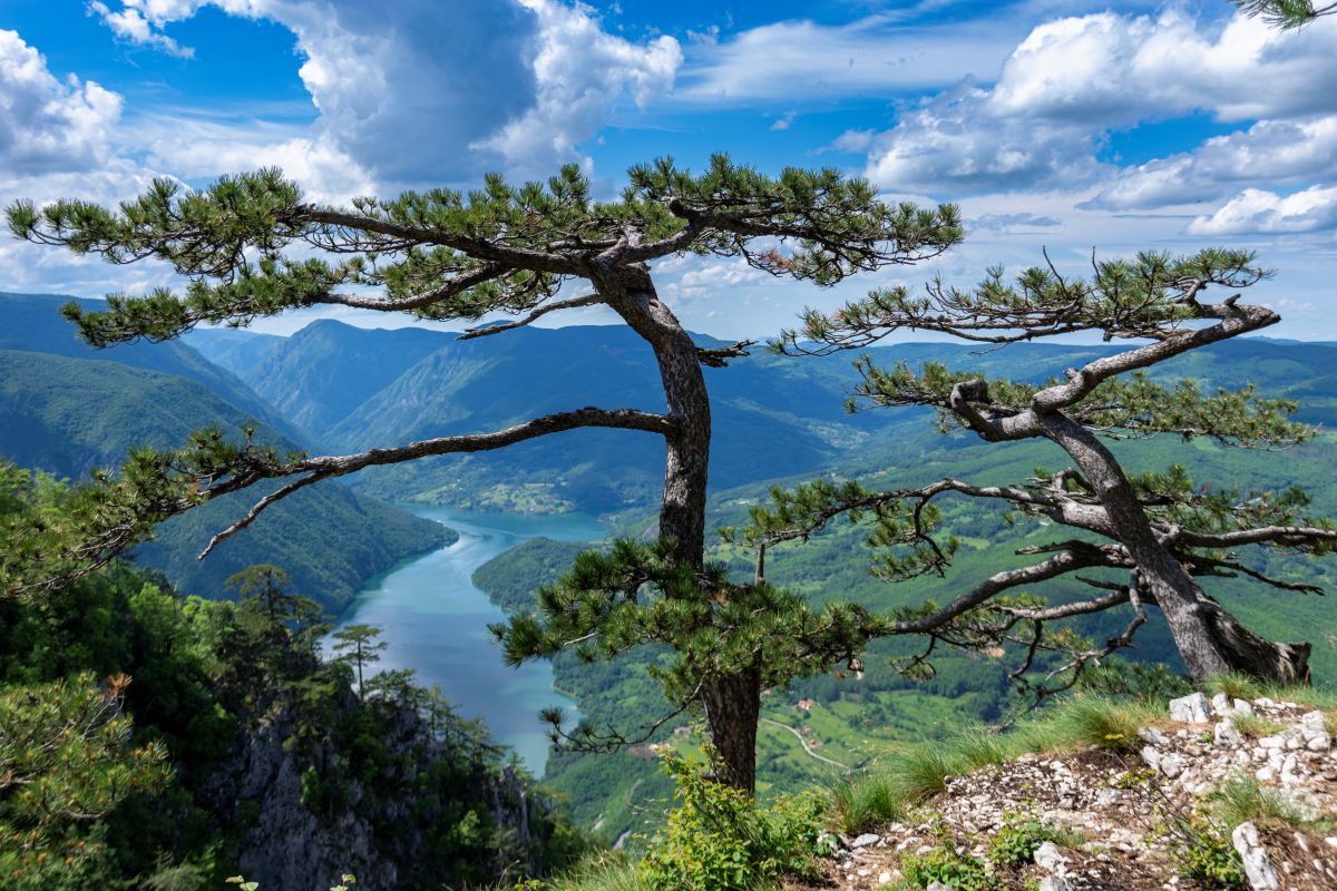 Tree in Tara National Park